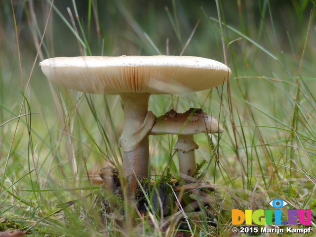 FZ020127 Sheltered mushroom - Panthercap (Amanita pantherina)